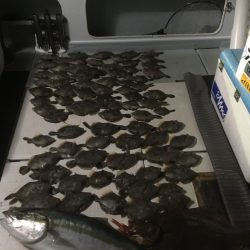 エムズジャーク（M’s JERK） 釣果