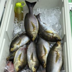 丸万釣船 釣果