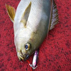 光生丸 釣果