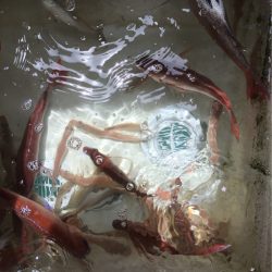 末広丸(熊本) 釣果