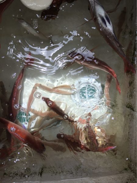 末広丸(熊本) 釣果