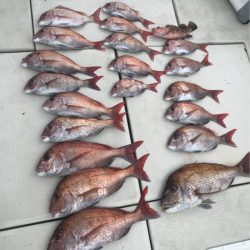 遊漁船メテオ 釣果