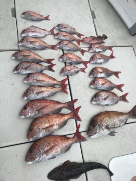 遊漁船メテオ 釣果