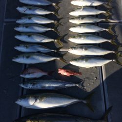 SeaRide(シーライド) 釣果