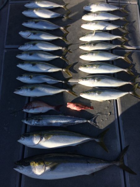 SeaRide(シーライド) 釣果