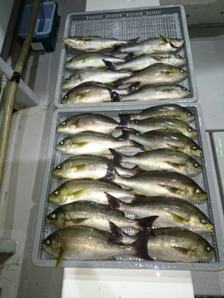 エンペラー 釣果