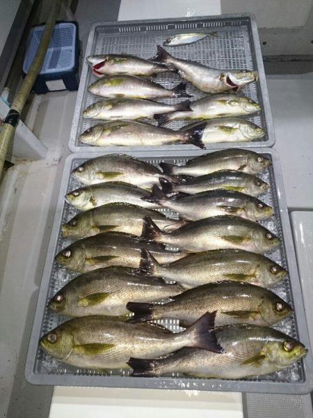 エンペラー 釣果