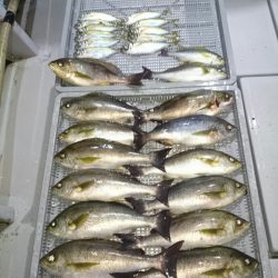 エンペラー 釣果