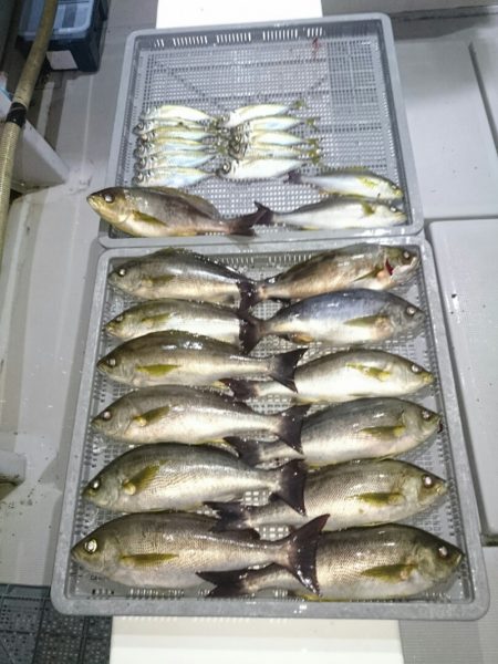 エンペラー 釣果