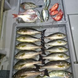 エンペラー 釣果