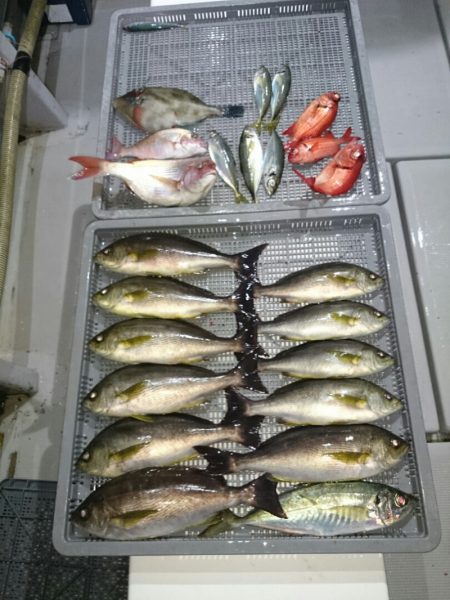 エンペラー 釣果