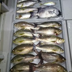 エンペラー 釣果