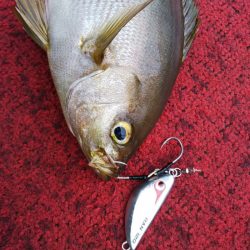 光生丸 釣果