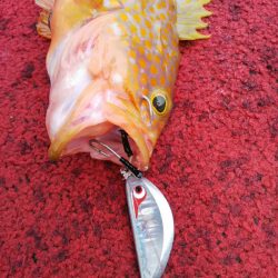 光生丸 釣果