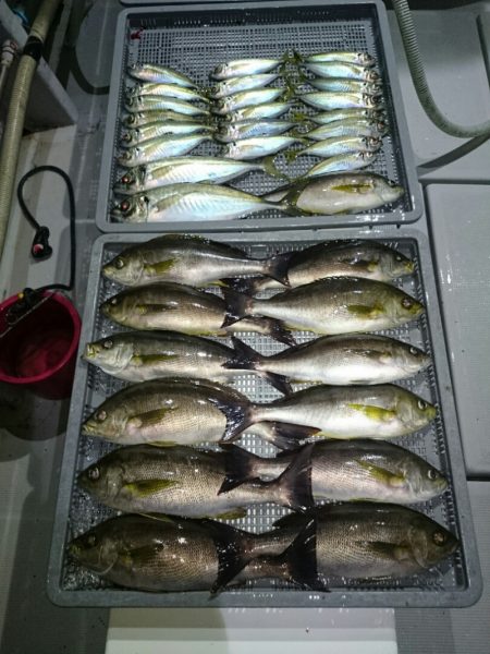 エンペラー 釣果