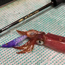 ＴＡＲＯＭＡＲＵ 釣果