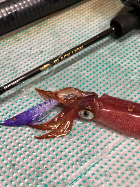 ＴＡＲＯＭＡＲＵ 釣果