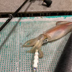 ＴＡＲＯＭＡＲＵ 釣果