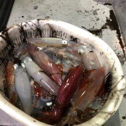 ＴＡＲＯＭＡＲＵ 釣果