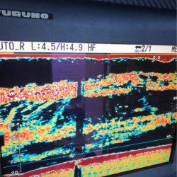 ＴＡＲＯＭＡＲＵ 釣果