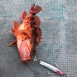 ＴＡＲＯＭＡＲＵ 釣果