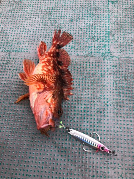 ＴＡＲＯＭＡＲＵ 釣果