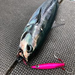 ＴＡＲＯＭＡＲＵ 釣果