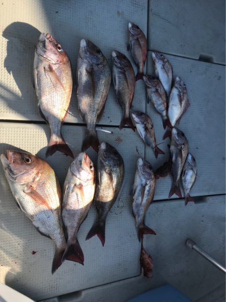 遊漁船メテオ 釣果