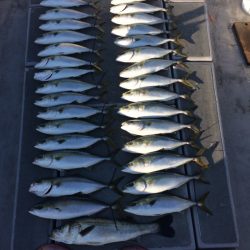 SeaRide(シーライド) 釣果