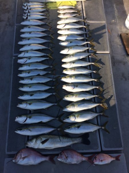 SeaRide(シーライド) 釣果