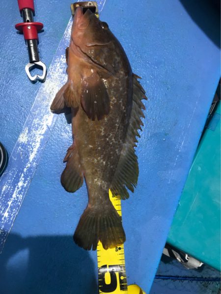 ヤザワ渡船 釣果