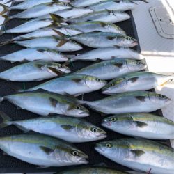 ビッグファイター 釣果