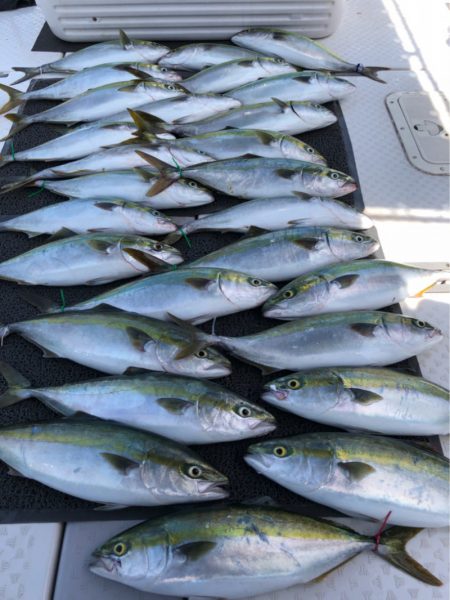 ビッグファイター 釣果