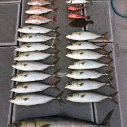 SeaRide(シーライド) 釣果