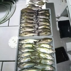 エンペラー 釣果