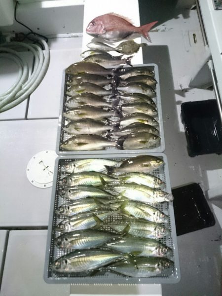 エンペラー 釣果