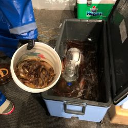 シーランチ 釣果