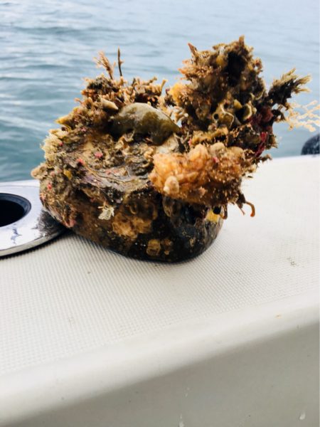 末広丸(熊本) 釣果