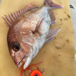 末広丸(熊本) 釣果