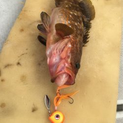 末広丸(熊本) 釣果