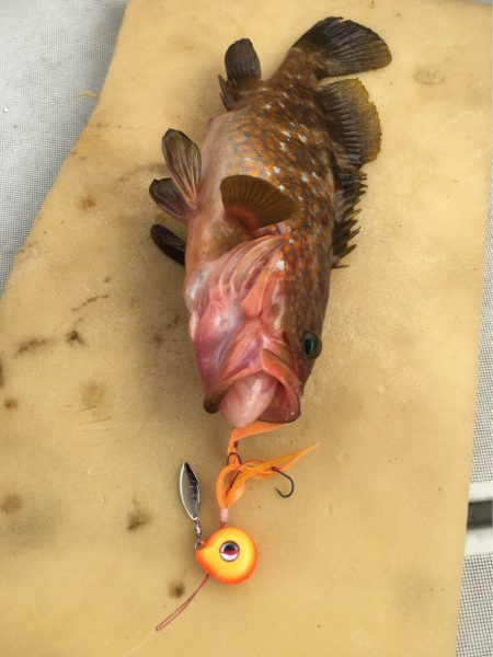 末広丸(熊本) 釣果