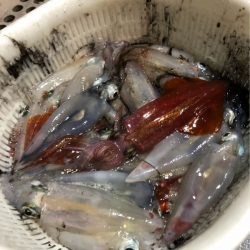 ＴＡＲＯＭＡＲＵ 釣果