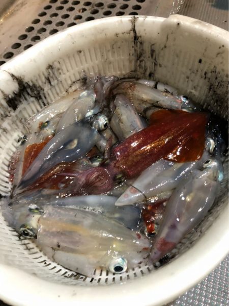 ＴＡＲＯＭＡＲＵ 釣果