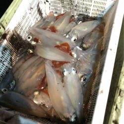 ＴＡＲＯＭＡＲＵ 釣果