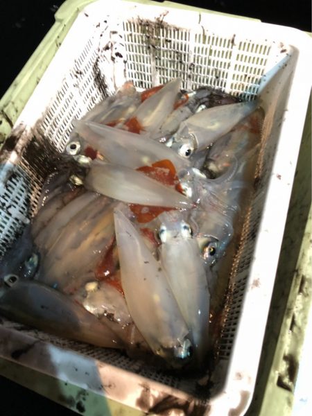 ＴＡＲＯＭＡＲＵ 釣果