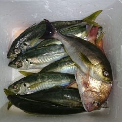 エンペラー 釣果