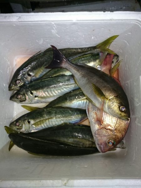 エンペラー 釣果