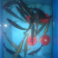 エンペラー 釣果