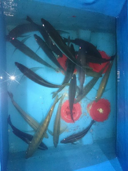 エンペラー 釣果