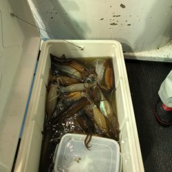 シーランチ 釣果